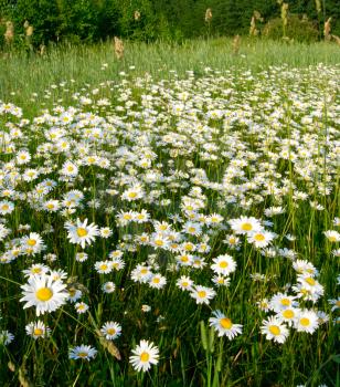 Royalty Free Photo of a Field of Daisies